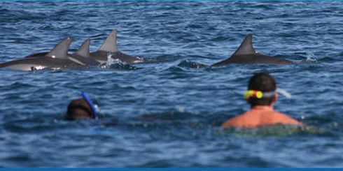 4 mauritius dolphins excursions